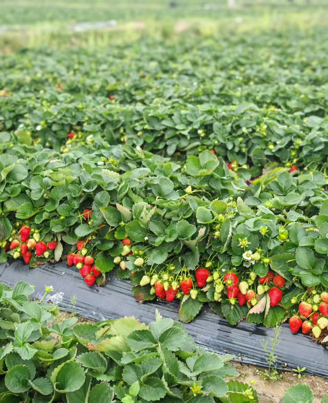 草莓水肥一体化该咋整？看这个就够了！